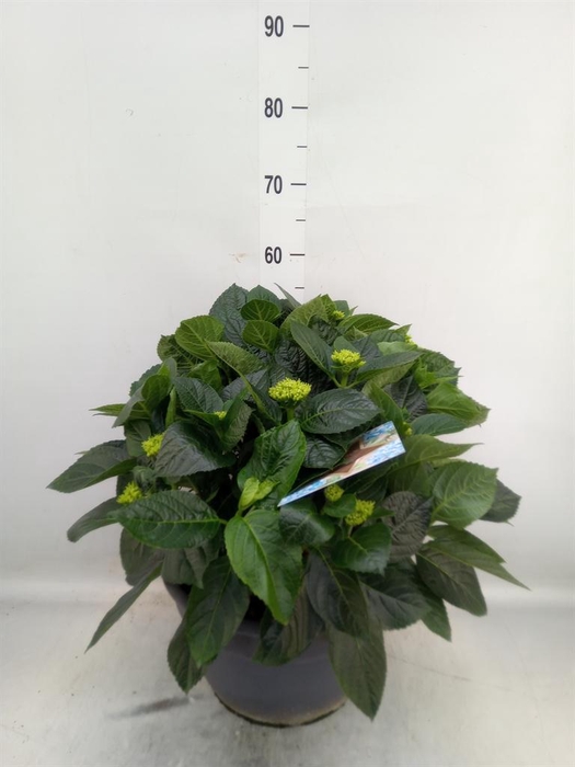 <h4>Hydrangea mac.</h4>