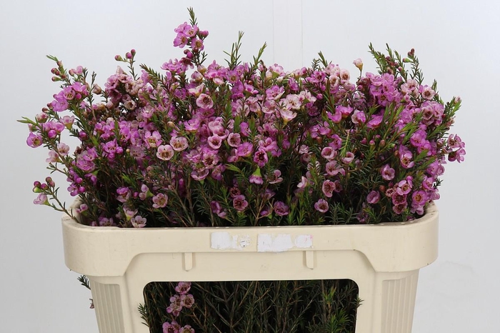 <h4>Chamelaucium Adi</h4>