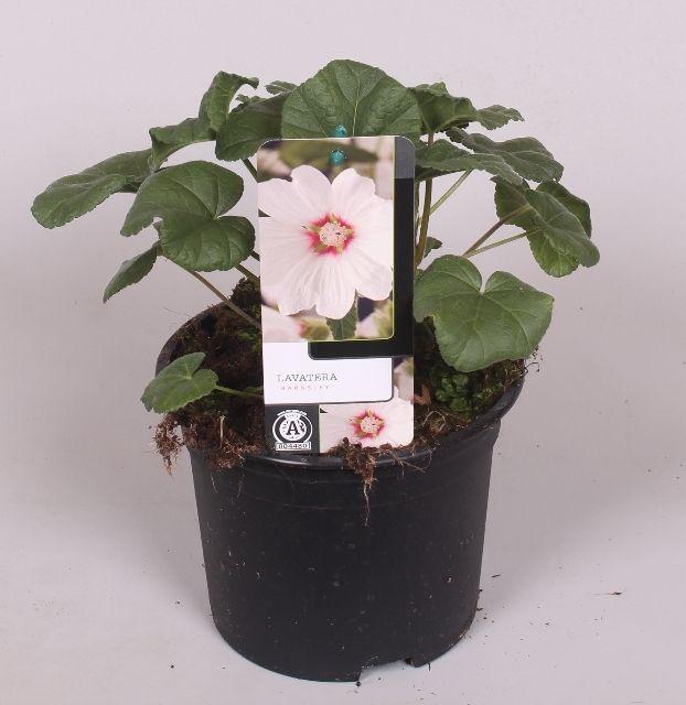 <h4>Lavatera 'Barnsley' 17 cm</h4>