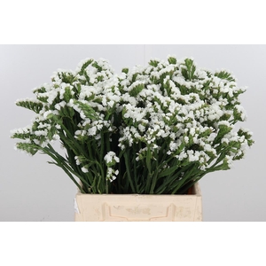 Limon S Silver Sun Birds White