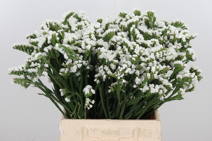 <h4>Limon S Silver Sun Birds White</h4>