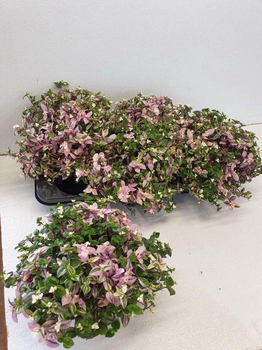 <h4>TRAD FL QUADRICOLOR</h4>