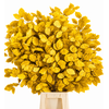 Faggio Preserved Yellow (beech,beuk)
