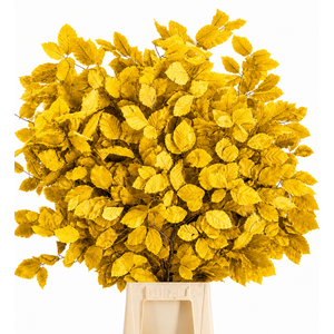 Faggio Preserved Yellow (beech,beuk)