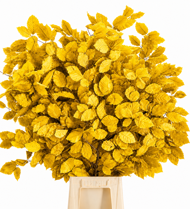 <h4>Faggio Preserved Yellow (beech,beuk)</h4>