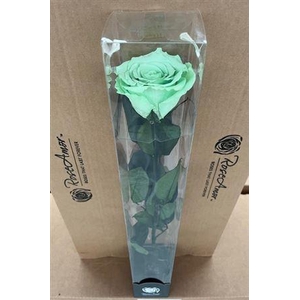 50cm Stem Gre04