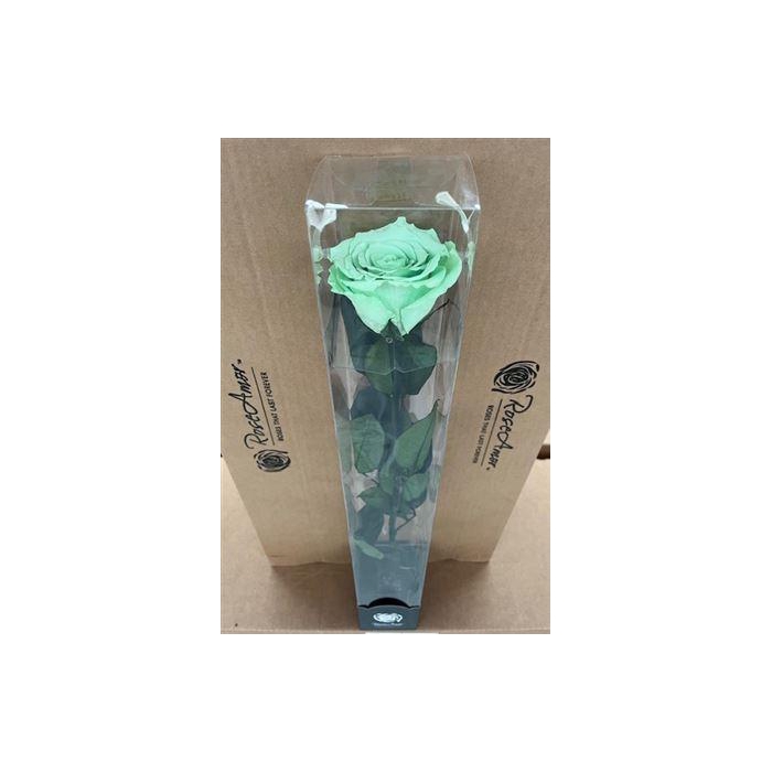 <h4>50cm Stem Gre04</h4>