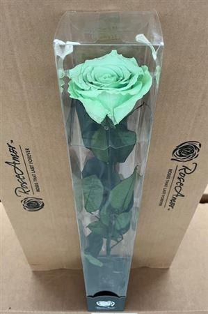 <h4>50cm Stem Gre04</h4>