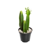 CACTUS EUPHORBIA MANDACARU P19