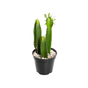 CACTUS EUPHORBIA MANDACARU P19
