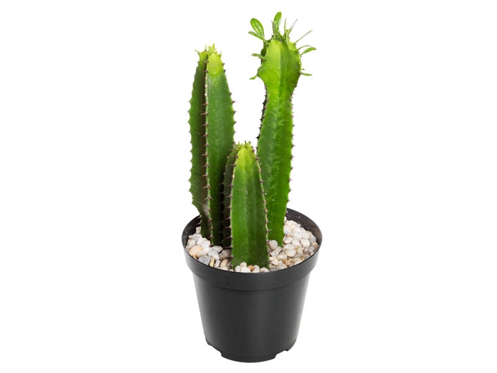 <h4>CACTUS EUPHORBIA MANDACARU P19</h4>