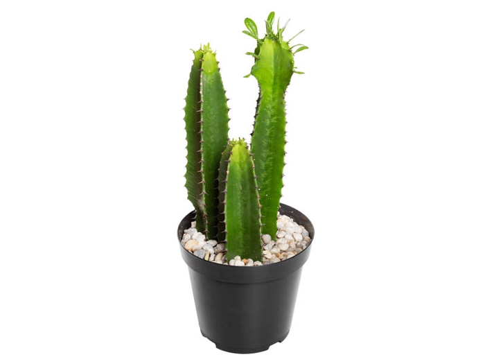 CACTUS EUPHORBIA MANDACARU P19
