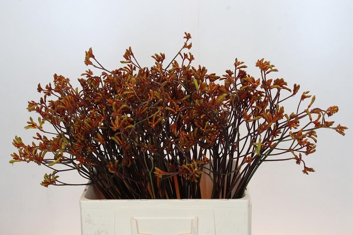 <h4>Anigozanthos Bush Sunset</h4>