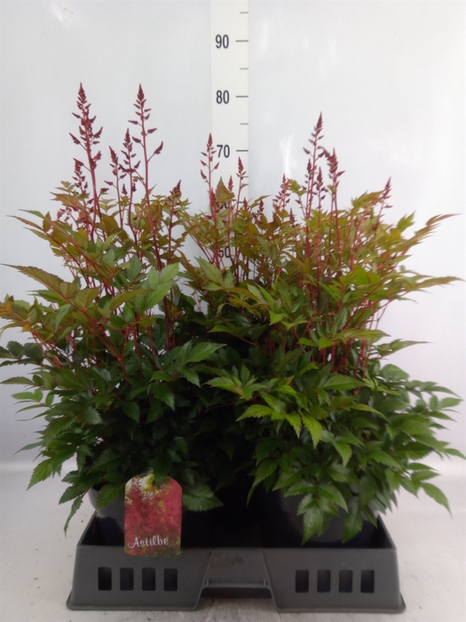 <h4>Astilbe japonica 'Montgomery'</h4>