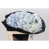 Hydrangea Salmon