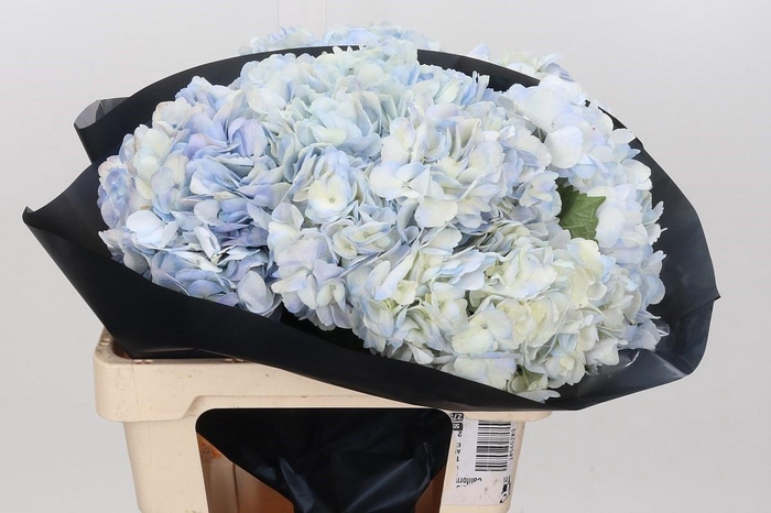 Hydrangea Salmon