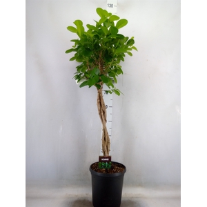 Ficus microcarpa 'Moclame'