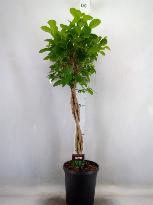 <h4>Ficus microcarpa 'Moclame'</h4>