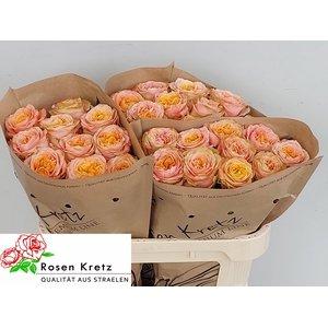 R GR PEACH FUNKY+