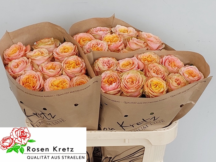 <h4>R GR PEACH FUNKY+</h4>