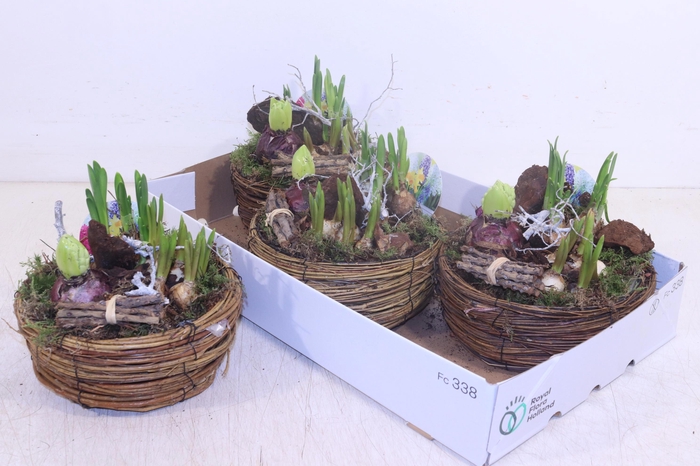 <h4>ARR BOL KNOLGEWAS</h4>