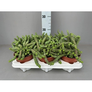Crassula marnieriana
