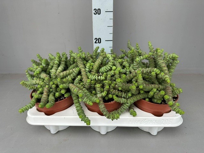 <h4>Crassula marnieriana</h4>