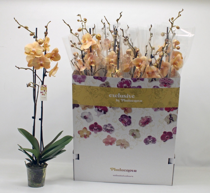 <h4>PHAL OV ORANJE</h4>