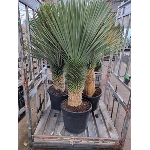Yucca Rostrata 47Ø 180cm