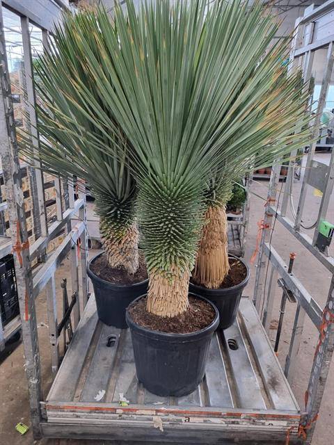 Yucca Rostrata 47Ø 180cm
