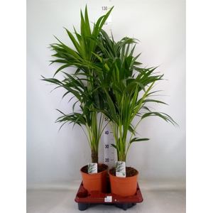 Howea forsteriana