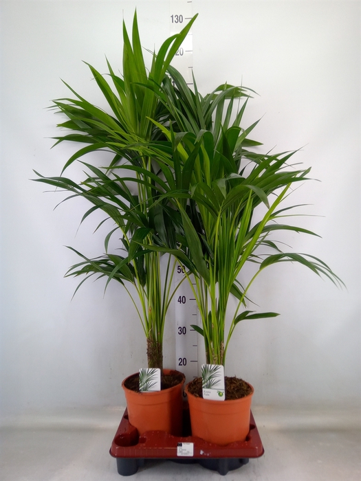 <h4>Howea forsteriana</h4>