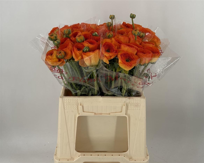 <h4>Ran Suc 1st Lambada</h4>