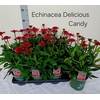 arr8 Echina Delicio Candy