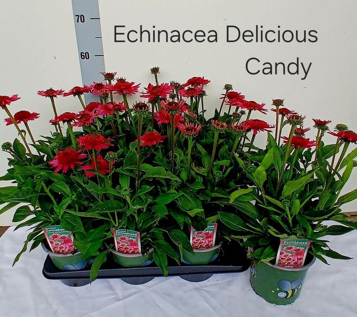 arr8 Echina Delicio Candy