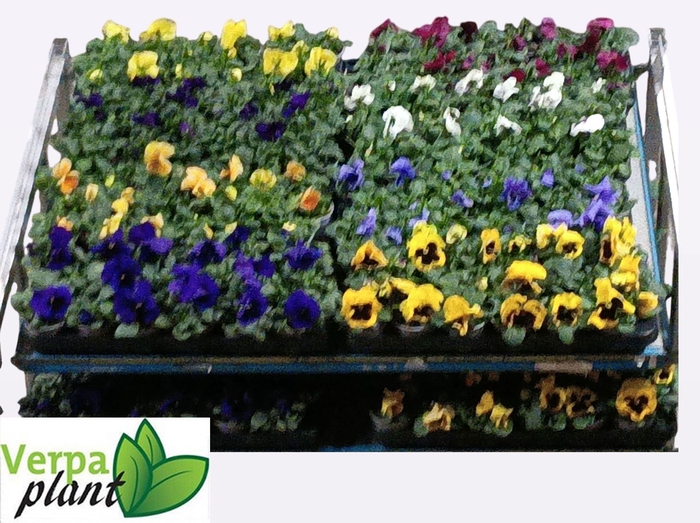 <h4>VIO WI DELTA MIXK</h4>