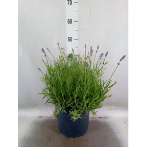 Lavandula   ...