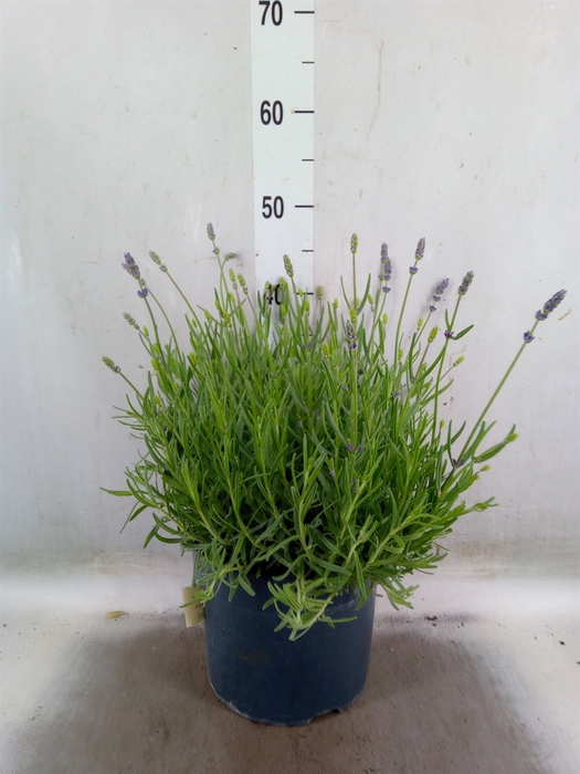 <h4>Lavandula   ...</h4>