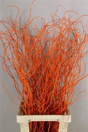 <h4>Salix Tortuosa Orange</h4>