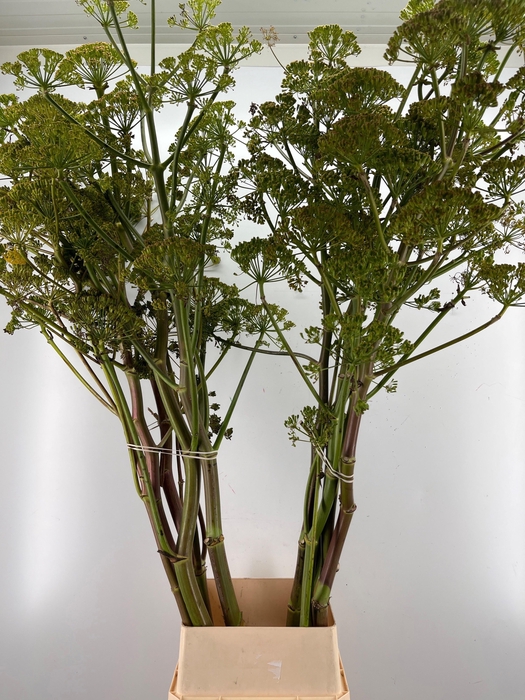 <h4>FOENICULUM VULGARE</h4>
