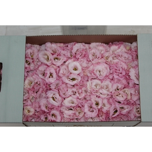 LISIANTHUS FLOR ROSA