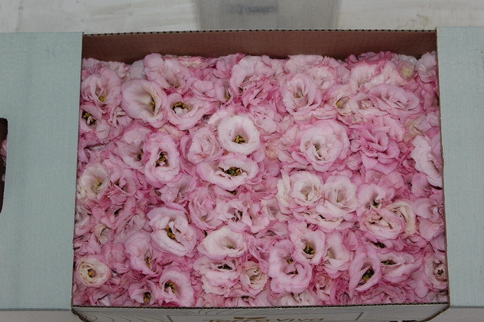 <h4>LISIANTHUS FLOR ROSA</h4>