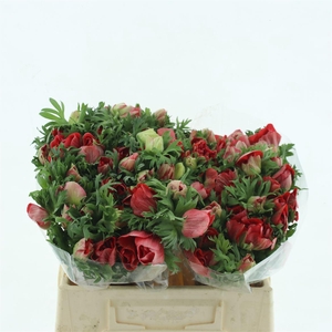 Anem Mistral Sr Red Extra