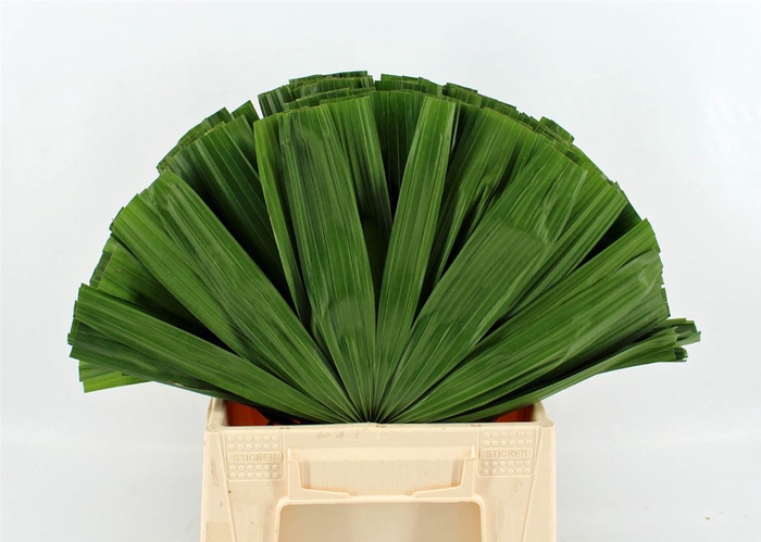 <h4>Chamaerops So. Blad</h4>
