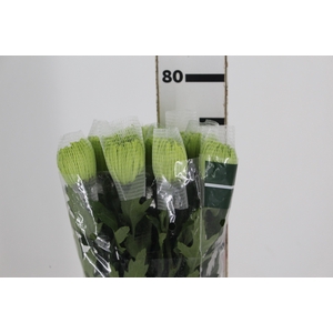 ANASTASIA DARK GREEN 080 CM VERDE