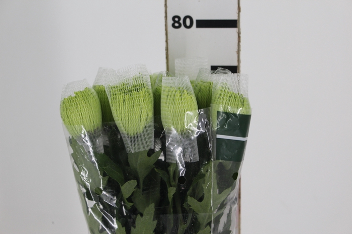 <h4>ANASTASIA DARK GREEN 080 CM VERDE</h4>