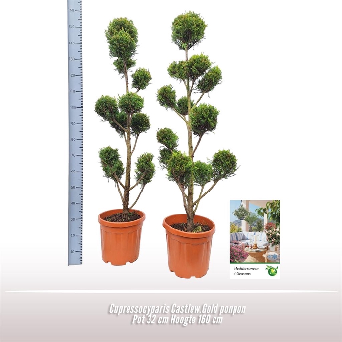 <h4>xCupressocyparis ley.   ...</h4>