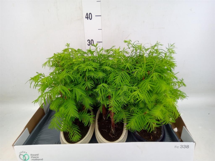 <h4>Bonsai   ...</h4>