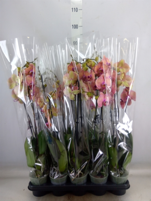 <h4>Phalaenopsis  'Golden Leopard'</h4>