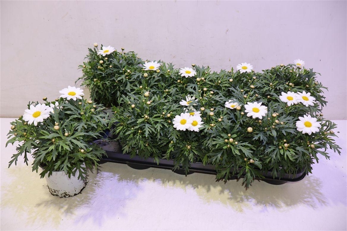 <h4>Arg Simba White</h4>